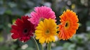 In April, one of the flowering plants for the balcony, garden and home is the gerbera