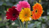 In April, one of the flowering plants for the balcony, garden and home is the gerbera