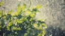 Garden plants like soft rainwater