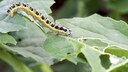 The cabbage white caterpillar looks innocent but ruins the cabbage harvest.