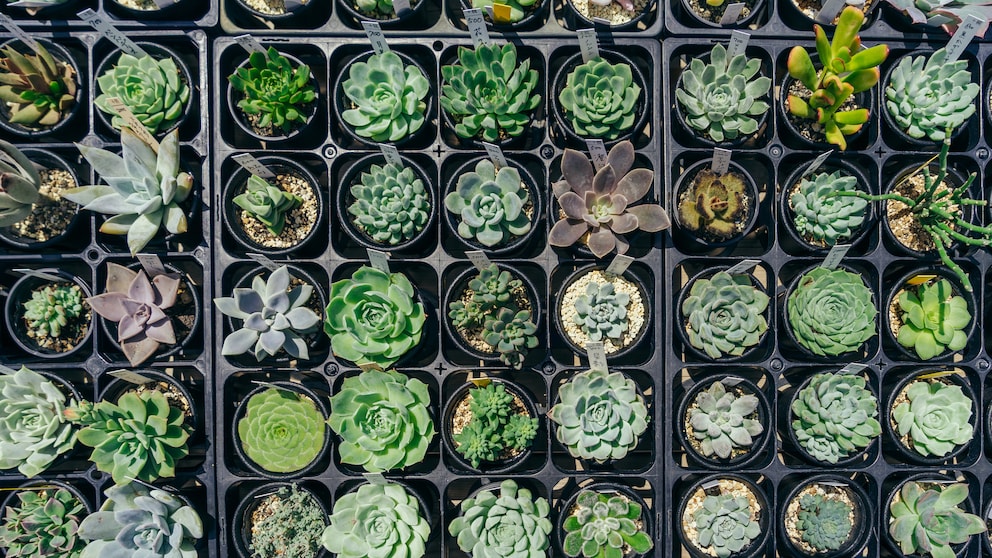 A collection of different sedum plants from above