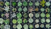 A collection of different sedum plants from above