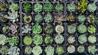 A collection of different sedum plants from above