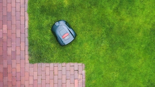 Robotic Lawn Mowers Pose a Threat to Hedgehogs and Should Be Turned Off at Night