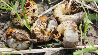 Not all grubs are harmful