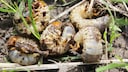 Not all grubs are harmful