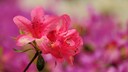 With proper care, azaleas can bloom for a long time.
