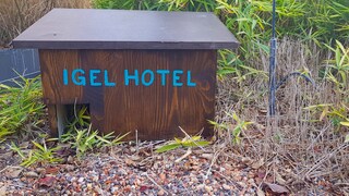 Build Your Own Hedgehog House for the Garden with Video Guide