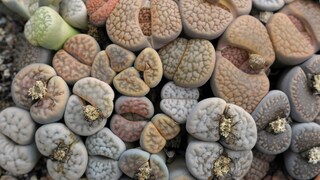 Lithops are so-called living stones and belong to the genus of succulents