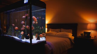 An alternative to the TV: an aquarium in the bedroom. But it takes a little time and patience before it looks this beautiful.