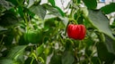 Growing Your Own Peppers: A Red Bell Pepper on the Plant