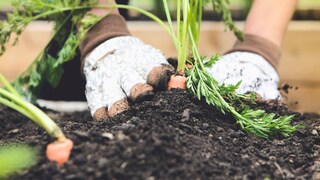 Even without tilling, gardening is expected to yield a more abundant harvest.