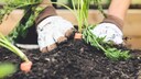 Even without tilling, gardening is expected to yield a more abundant harvest.