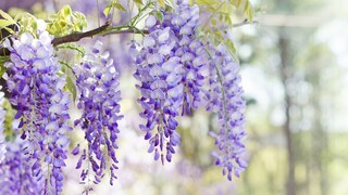Wisteria