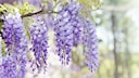 Wisteria