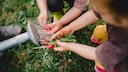 Planting, caring for and harvesting radishes in the garden