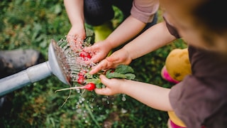 Planting, caring for and harvesting radishes in the garden