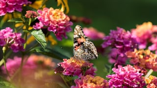 Gardening in July: Planting, Maintenance, Harvesting
