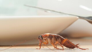 A cockroach crawls across the table.