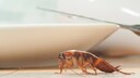 A cockroach crawls across the table.