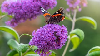 A butterfly sits on a bloom of the butterfly bush