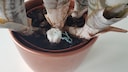 A tampon is stuck in a flowerpot
