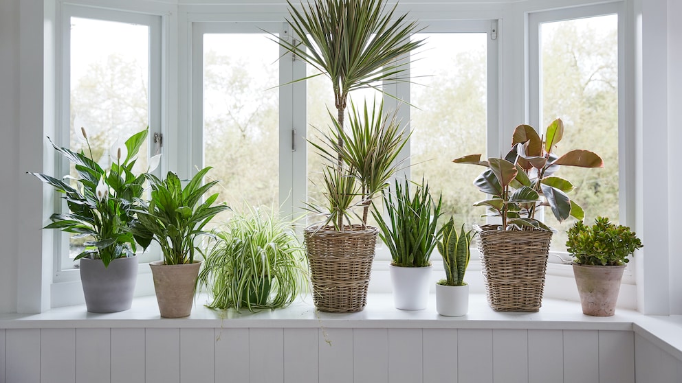 Various flower pots with palms, a rubber tree, and a snake plant on a windowsill in front of a window