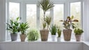 Various flower pots with palms, a rubber tree, and a snake plant on a windowsill in front of a window