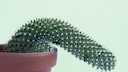 Rotting Cactus? Tips to Save the Plant