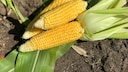 How to Harvest Corn