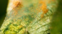 Spider mites have infested a plant.