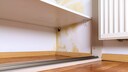 Mold in the Closet