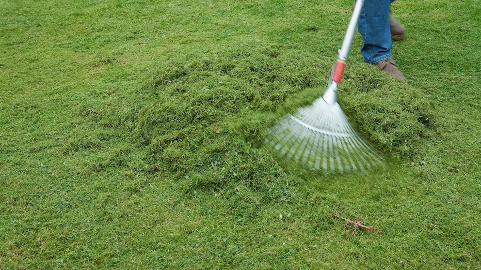 Ignite the grass clippings yourself: Using a rake to sweep grass clippings into a pile