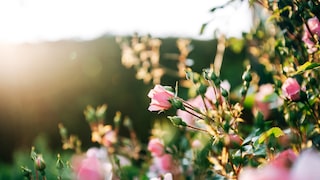 Farmers' Almanac for June Under Review