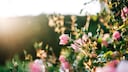 Farmers' Almanac for June Under Review