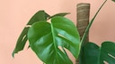 Support for the Monstera Plant