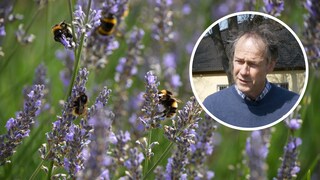 Insect-Friendly Gardening