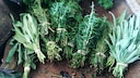 A Trick to Quickly Remove Herbs from Stems