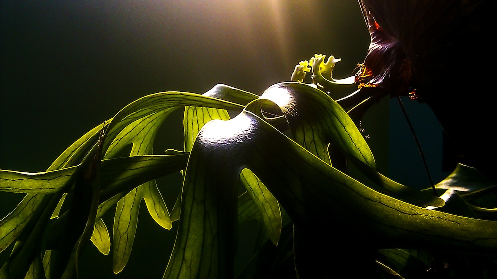 The staghorn fern, as its name suggests, has leaves that resemble a deer's antlers. The leathery fronds can grow up to 80 centimeters long.