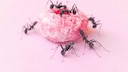 To keep ants and other pests away from food, various home remedies can be used to repel them.