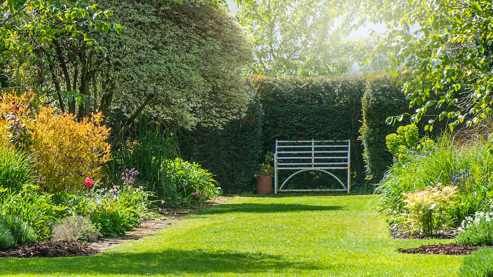 A dense hedge not only protects against prying eyes, but can also visually round off a garden