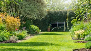 A dense hedge not only protects against prying eyes, but can also visually round off a garden