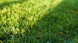 Lawn