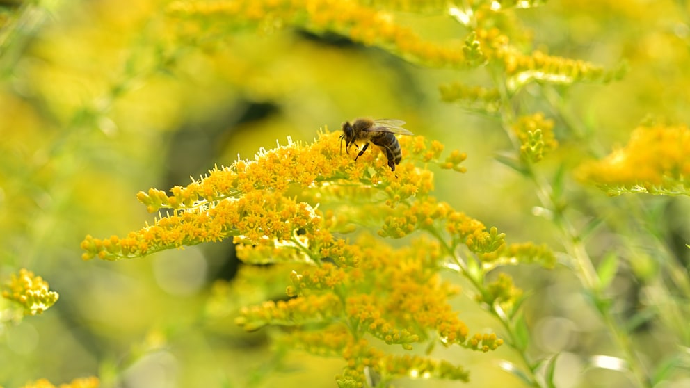 Goldenrod: Yellow flower panicles of goldenrod with bee
