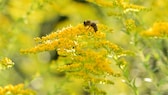 Goldenrod: Yellow flower panicles of goldenrod with bee