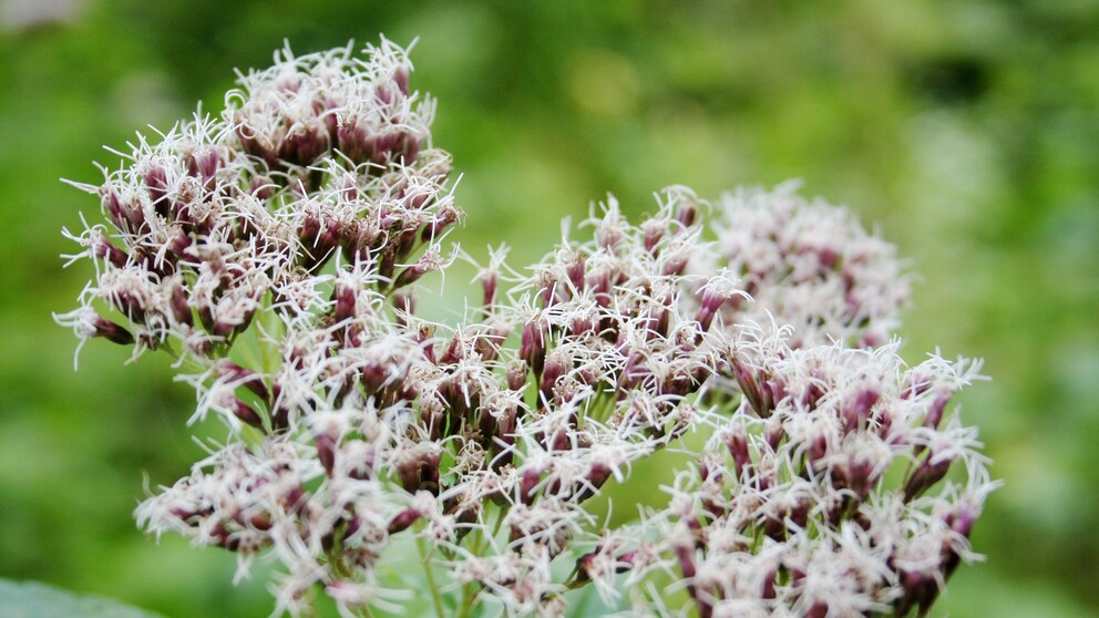 Common water eupatorium / Eupatorium cannabium