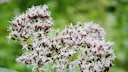 Common water eupatorium / Eupatorium cannabium