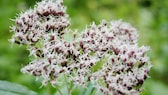 Common water eupatorium / Eupatorium cannabium