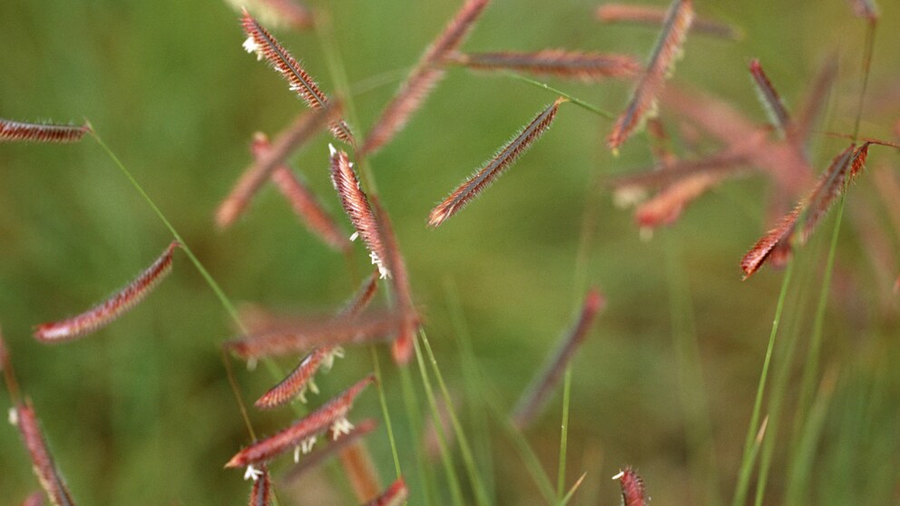 Side-protruding spikes of mosquito grass