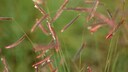 Side-protruding spikes of mosquito grass